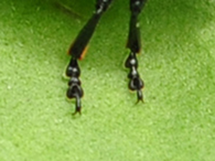 Chrysolina haemoptera
